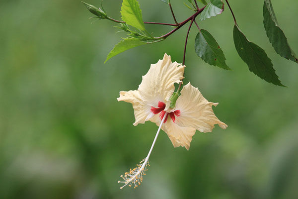 Mooie junglebloem